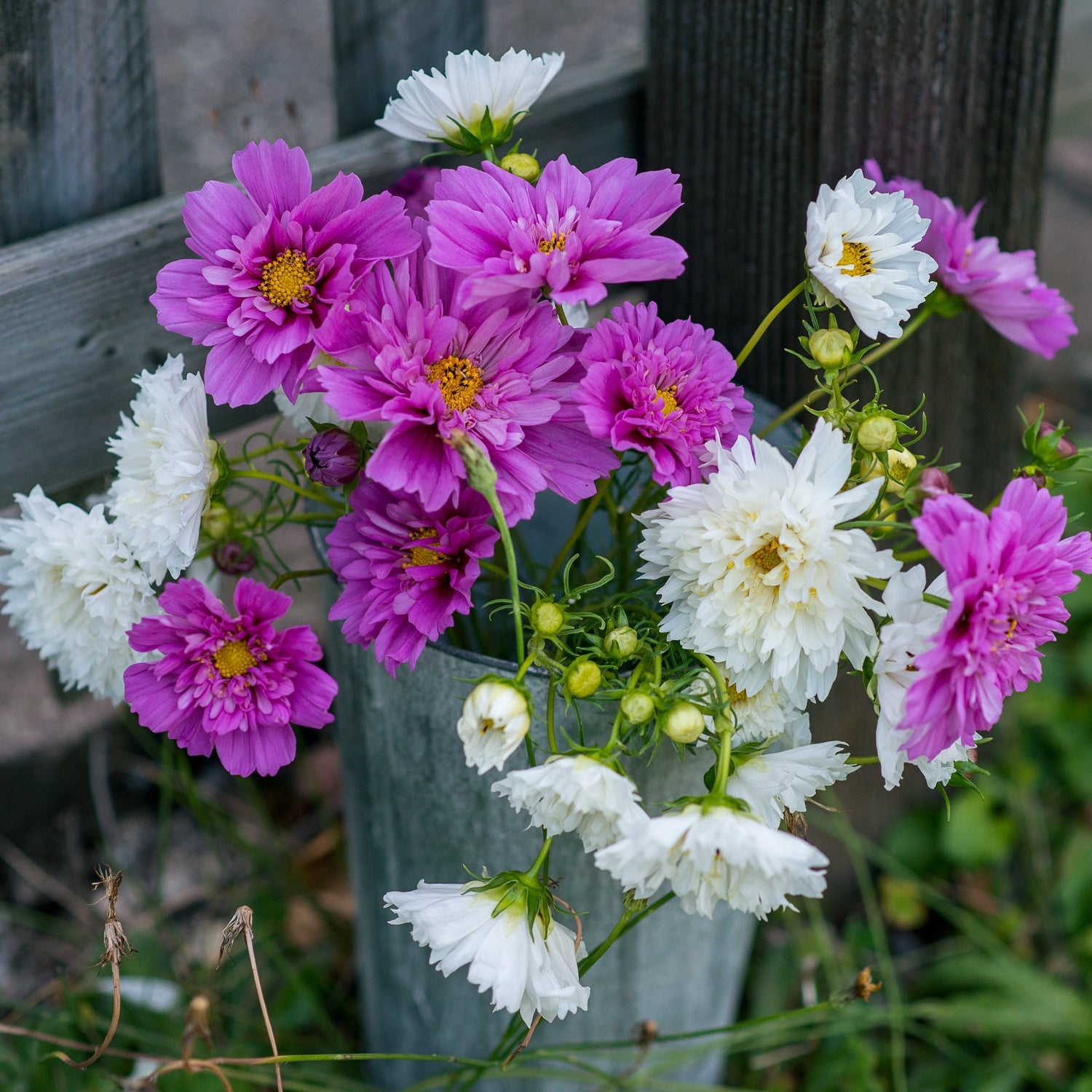 Cosmos 'Psyche Semi Double' Mix Flower Seeds