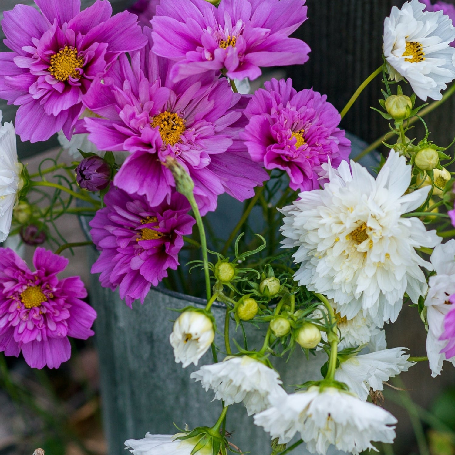 Cosmos 'Psyche Semi Double' Mix Flower Seeds