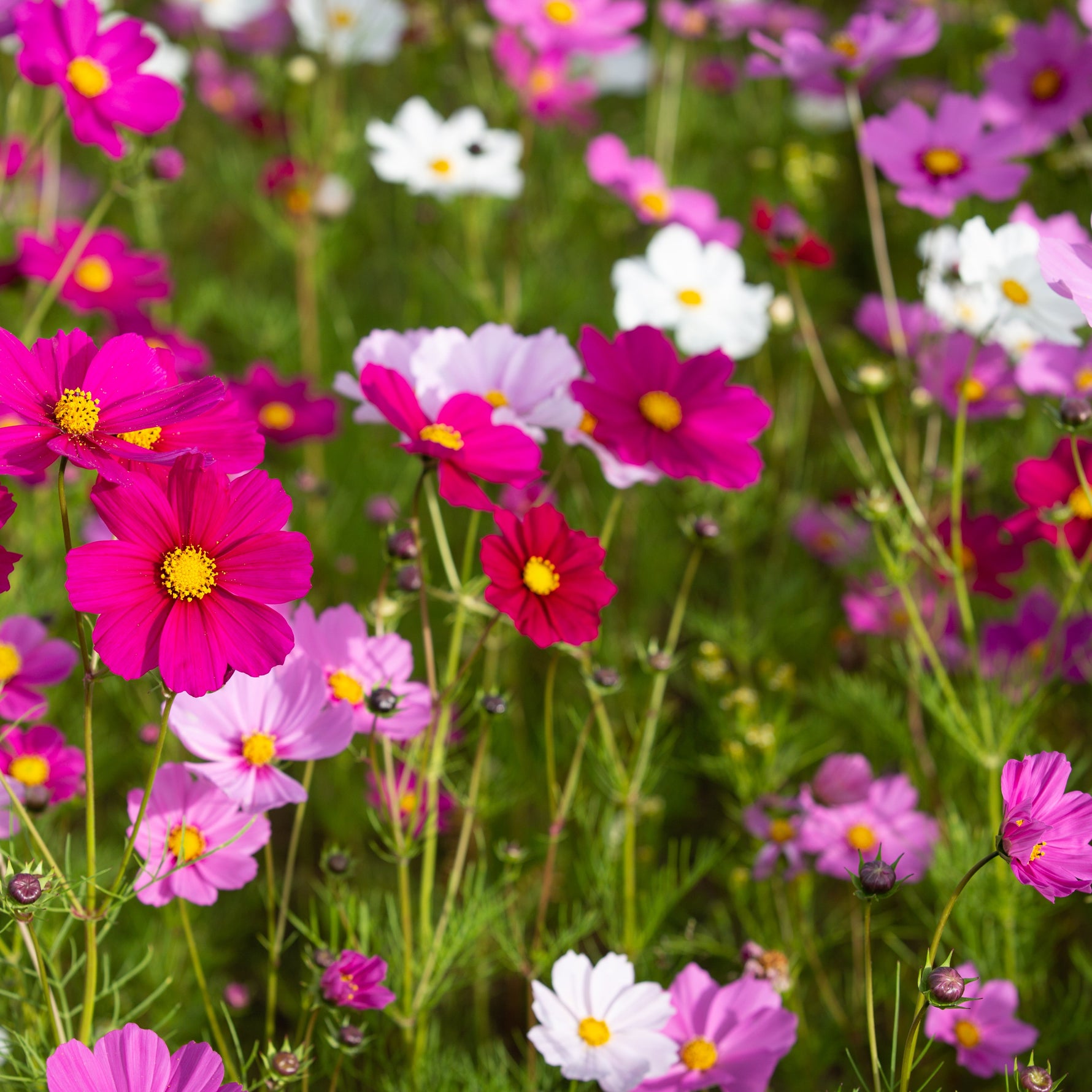 Colourful cosmos in bloom. 