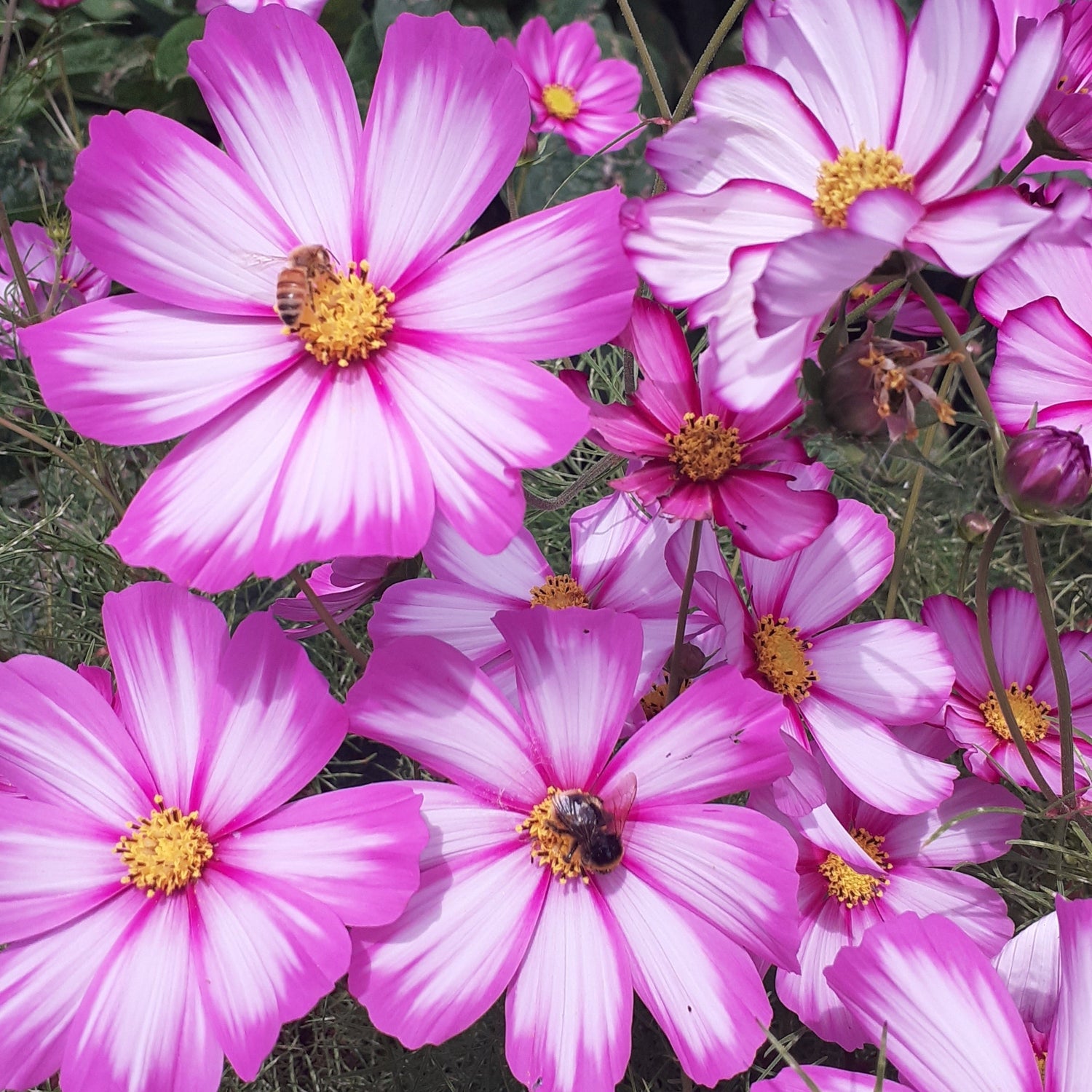 Close-up of pink flowers with yellow centers in a garden setting