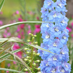 Tall blue flower with green foliage and blurred pink flowers in the background