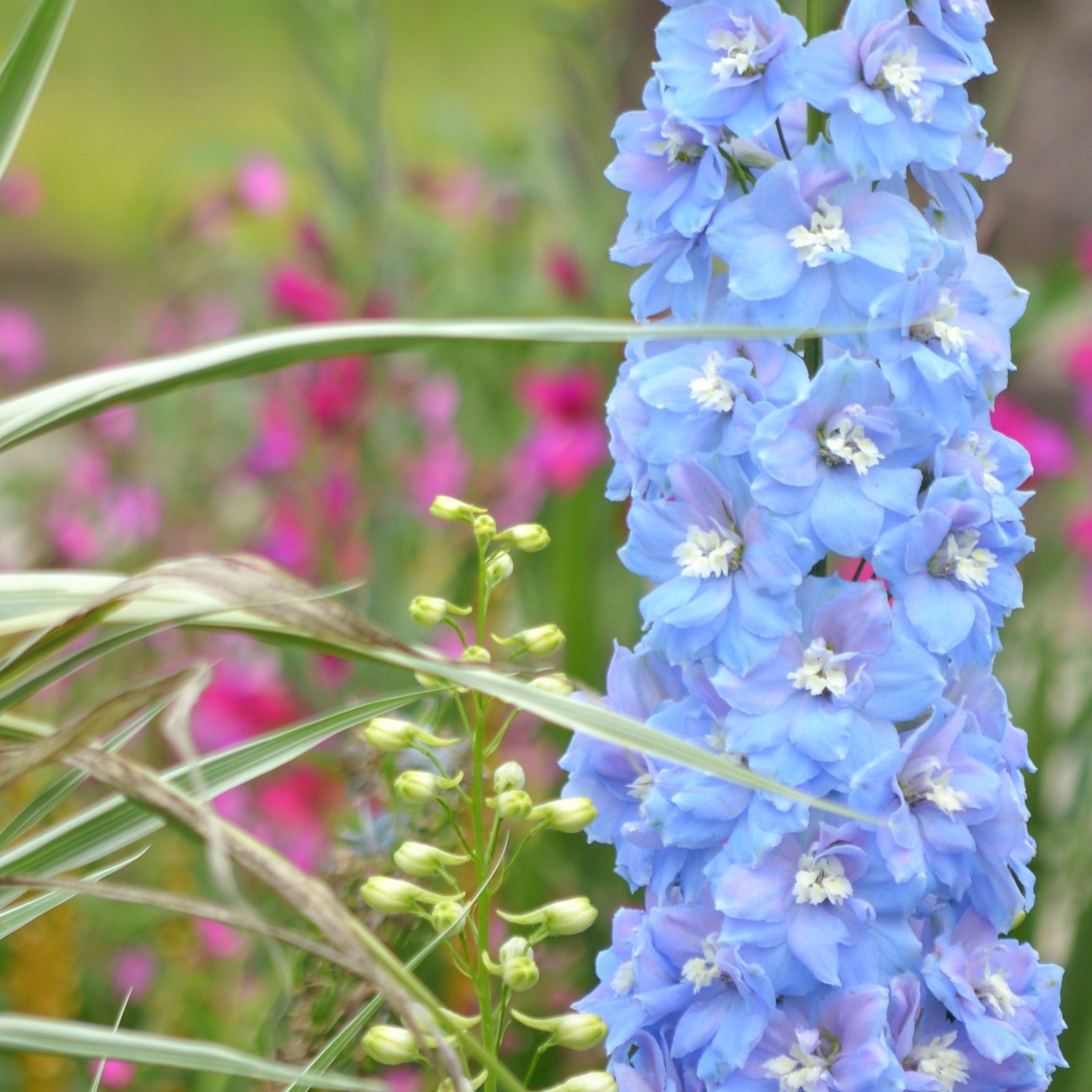 Tall blue flower with green foliage and blurred pink flowers in the background