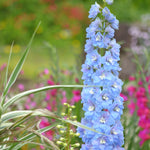 Tall blue flower with green foliage and blurred pink flowers in the background