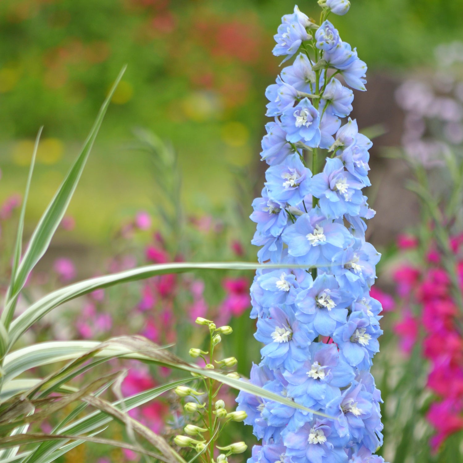 Tall blue flower with green foliage and blurred pink flowers in the background