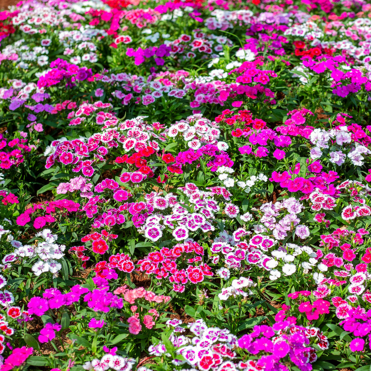 Bouquet of pink, white, and red flowers in a garden setting