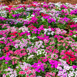 Bouquet of pink, white, and red flowers in a garden setting