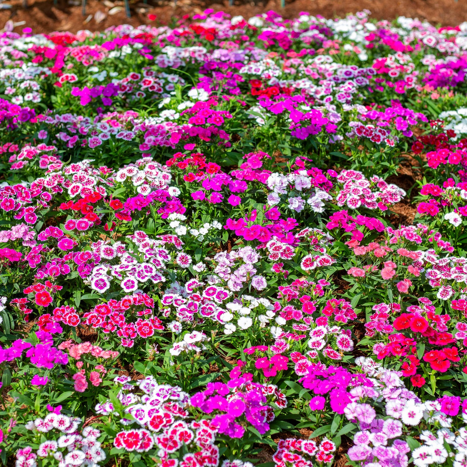 Bouquet of pink, white, and red flowers in a garden setting