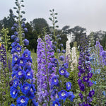 Group of blue and purple flowers with green foliage against a cloudy sky.