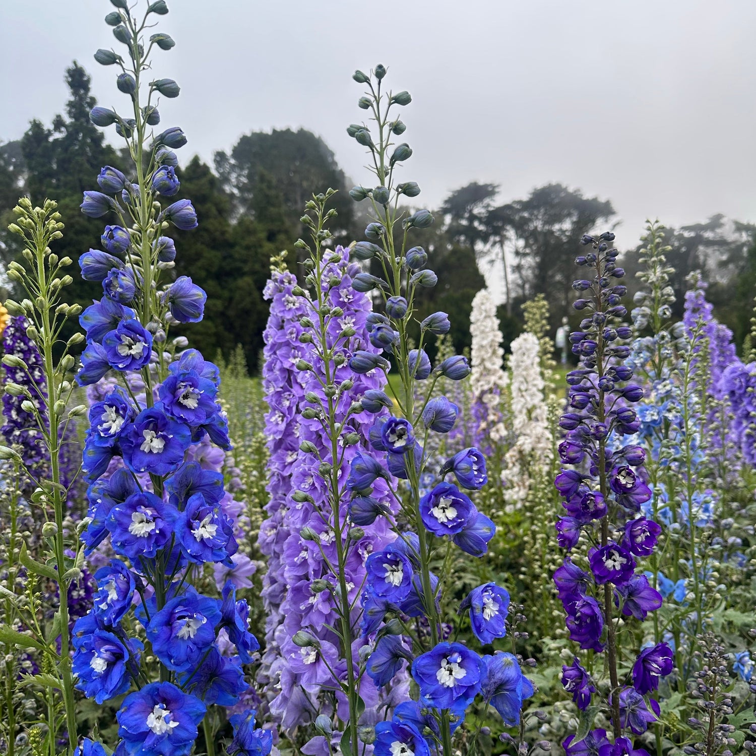 Group of blue and purple flowers with green foliage against a cloudy sky.