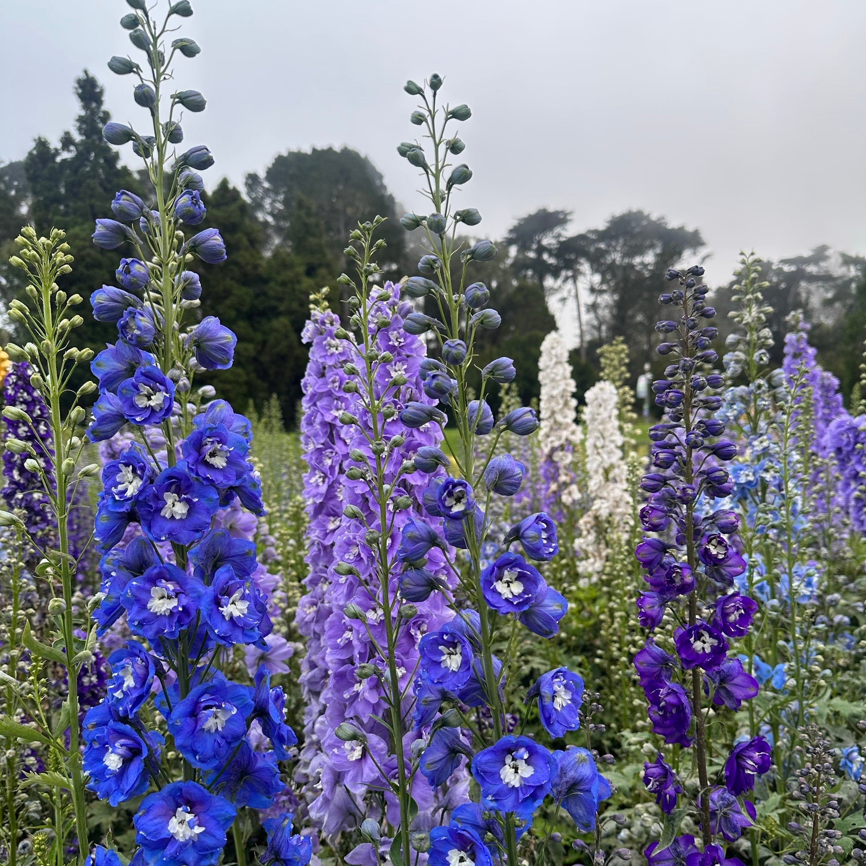 Group of blue and purple flowers with green foliage against a cloudy sky.