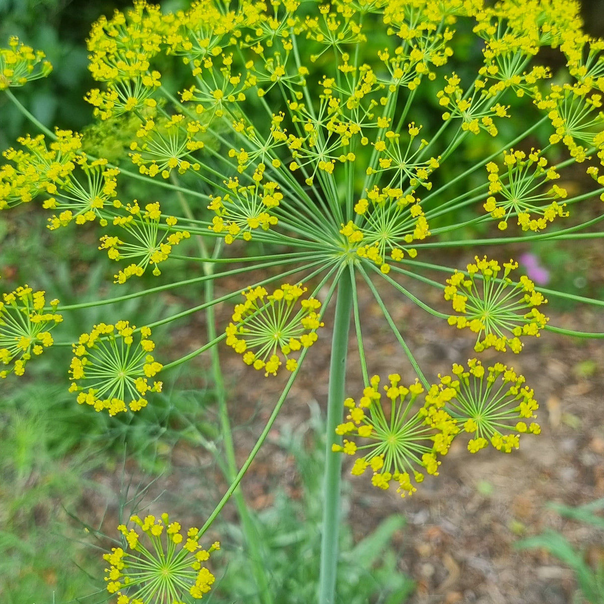 Organic Dill Herb Seeds