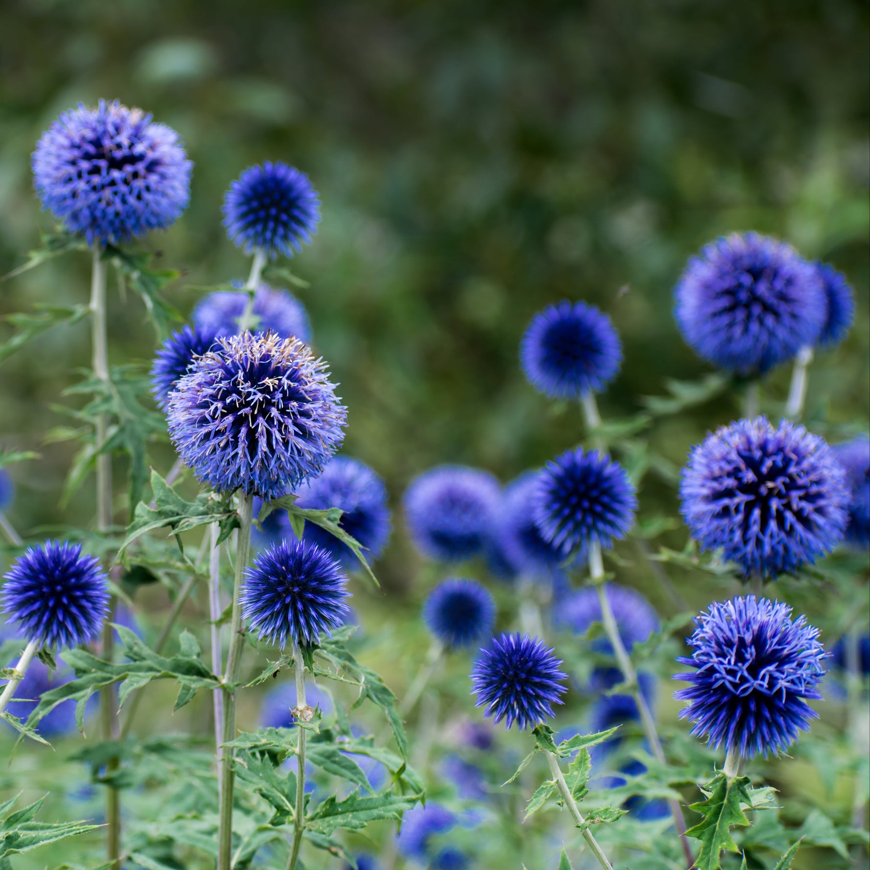 Striking spikey blue ball-shaped flowers
