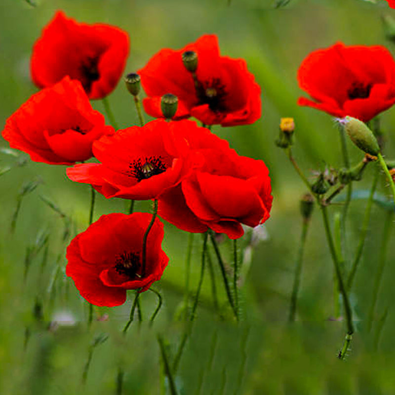 Poppy Flanders Flower Seeds