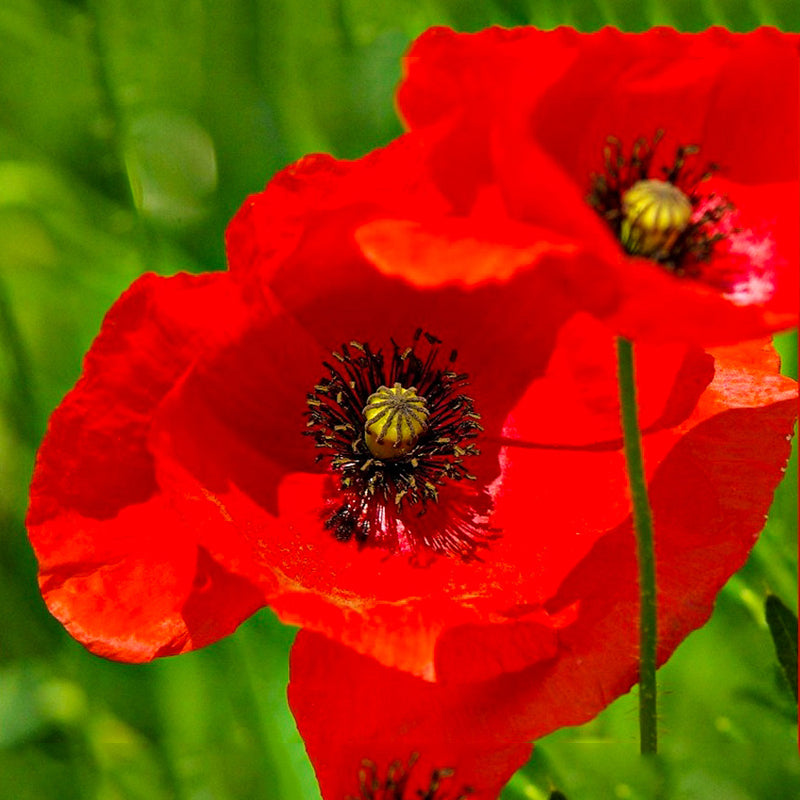 Poppy Flanders Flower Seeds