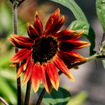 Close-up of a red sunflower with green leaves on a blurred natural background