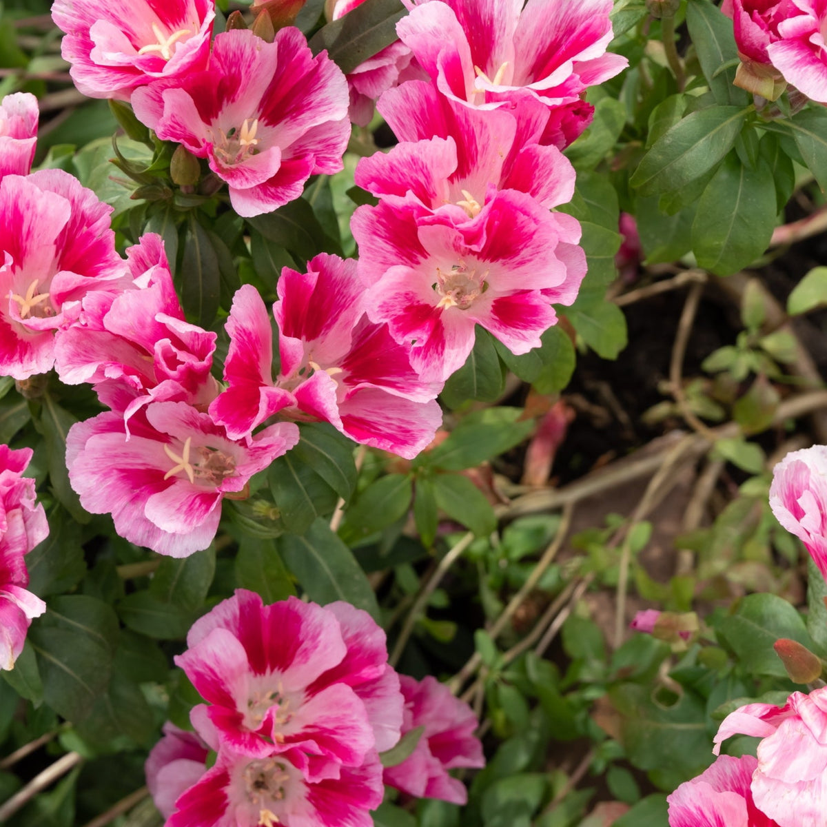 Godetia Dwarf Azaleaflora Mix Flower Seeds