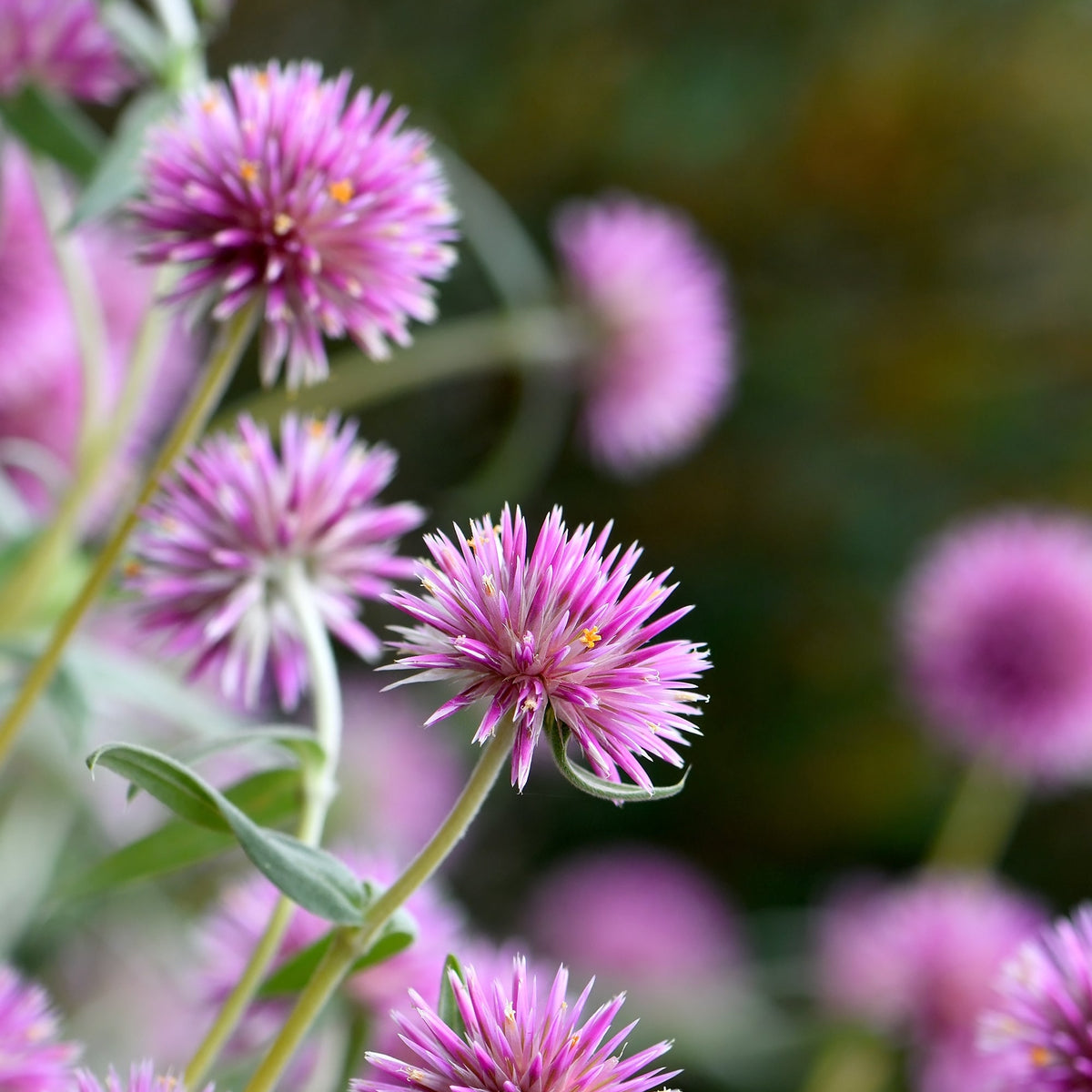 Pink Billy Buttons Wildflower Seeds