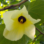 Yellow hibiscus flower with a burgundy center on a green leafy background.