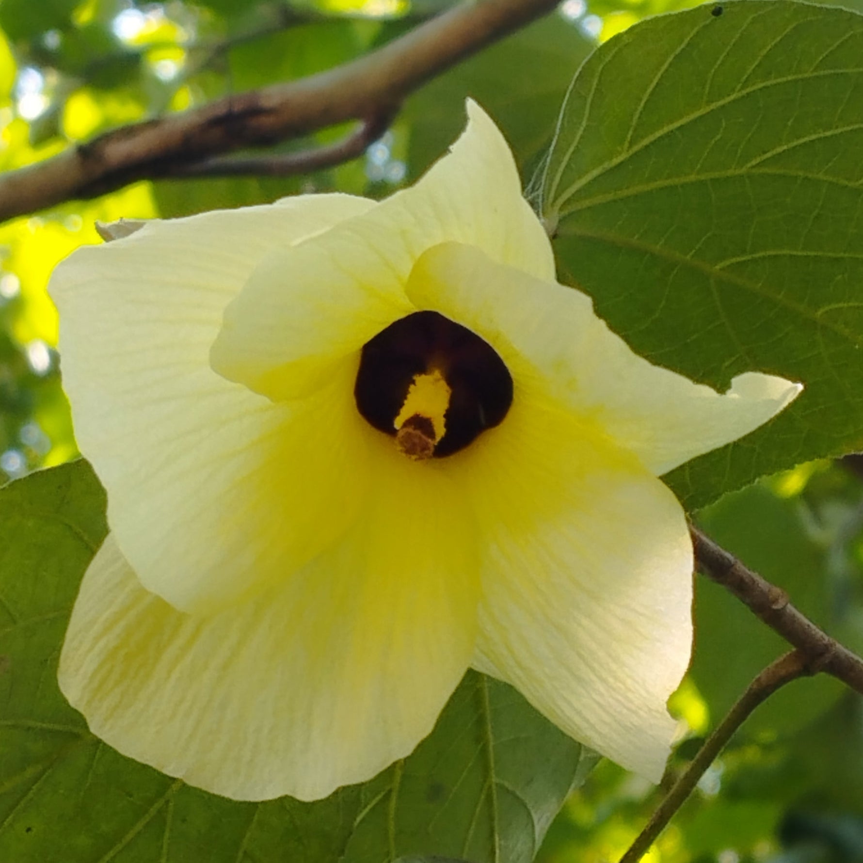 Yellow hibiscus flower with a burgundy center on a green leafy background.