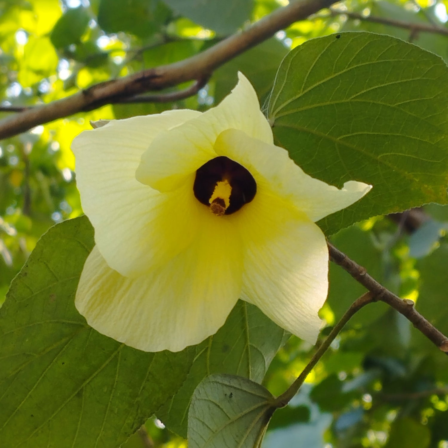 Yellow flower with a burgundy center on a green leafy background