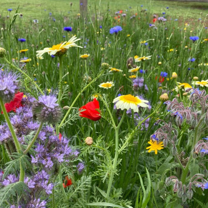 A close-up view of a cluster of wildflowers in full bloom. The flowers are of various colours and shapes, with delicate petals and intricate details visible up close.