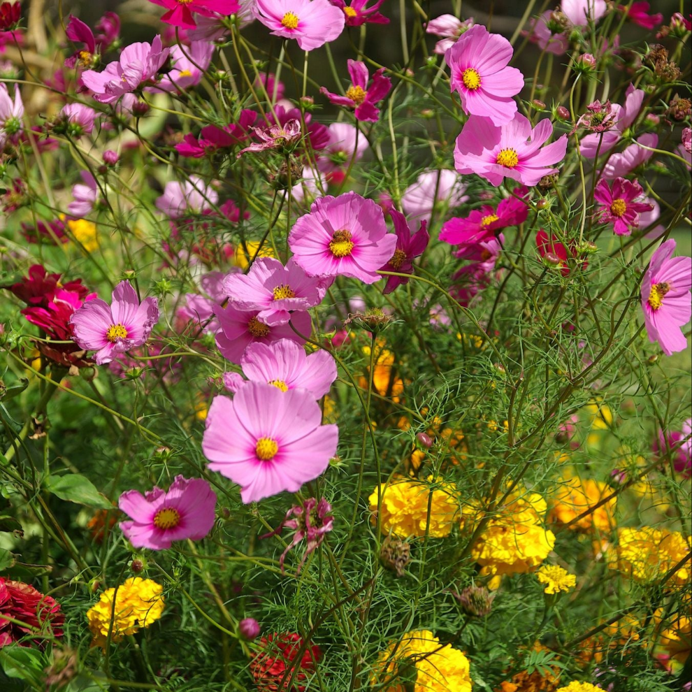 Gardener's Cut Flower