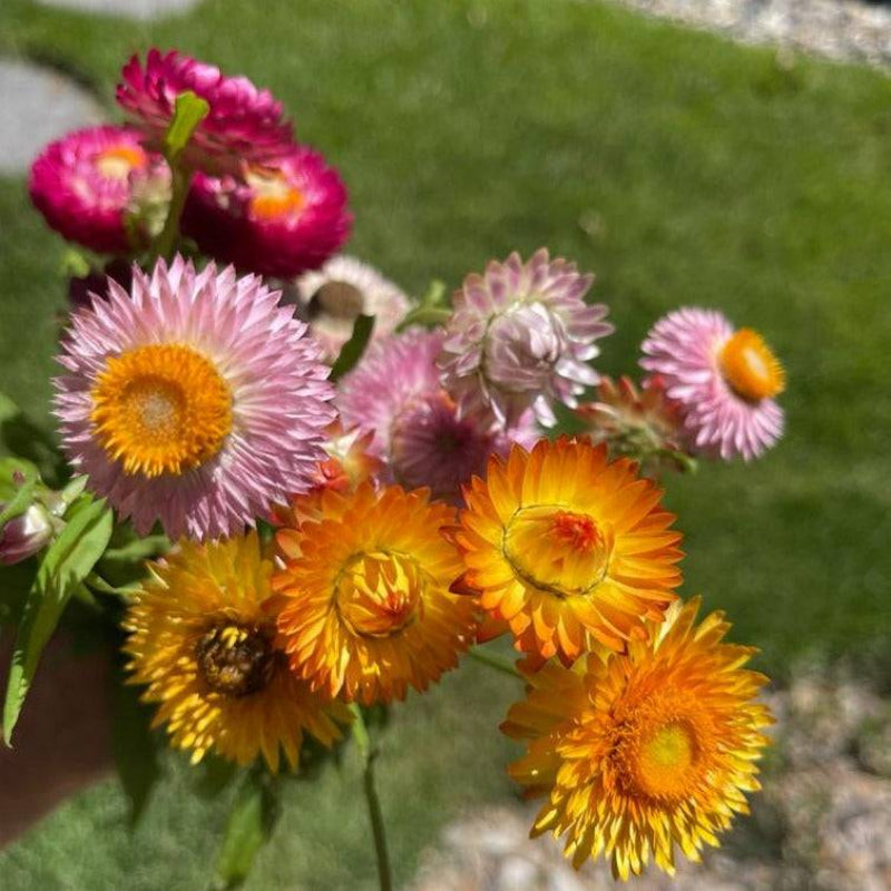 Vibrant Dwarf Strawflowers in shades of yellow, orange, pink, and red, ideal for Australian meadows and Australian native gardens. 