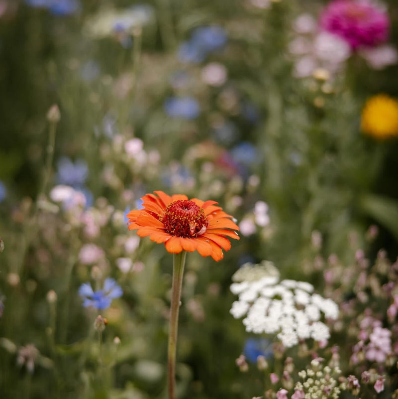 portrait photo of an orange zinnia