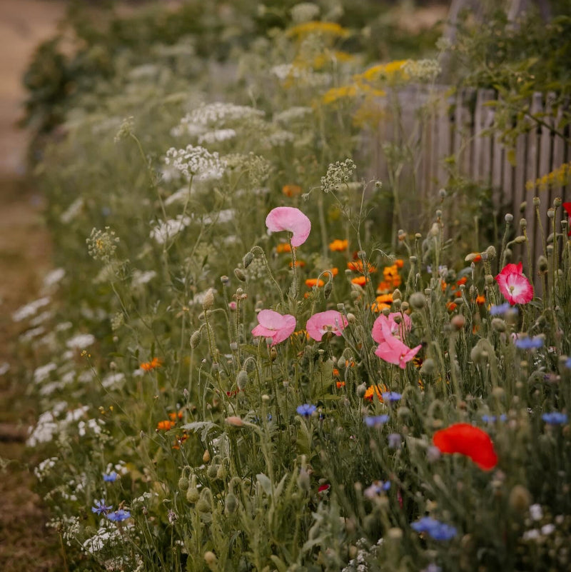 Gardener's Meadow Seed Mix