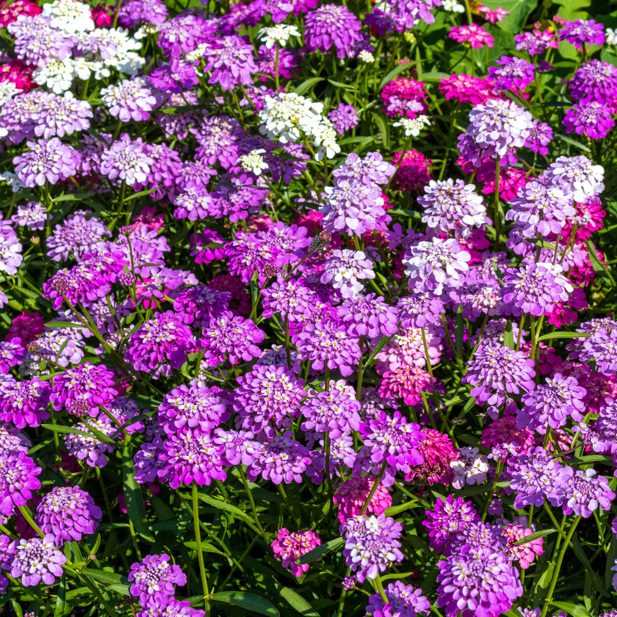 Candytuft Fairy Mix Flower Seeds