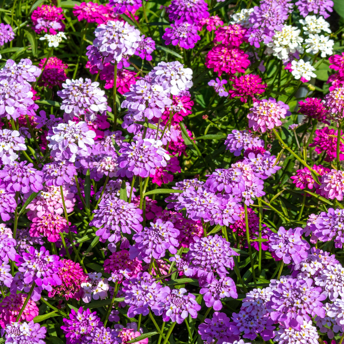 Candytuft Fairy Mix Flower Seeds
