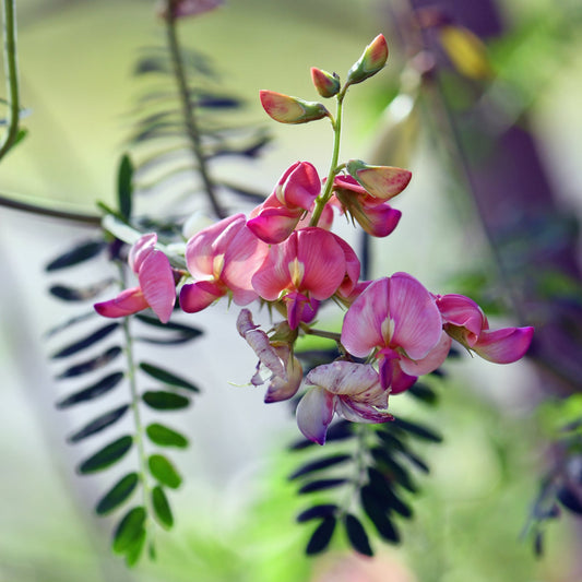 Austral Indigo Seeds