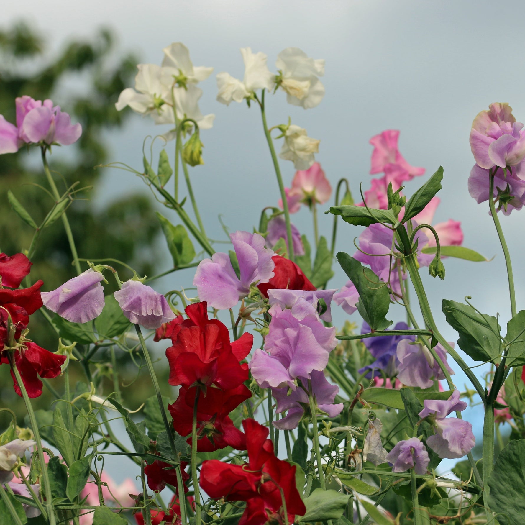 Mixed coloured sweet pea flower