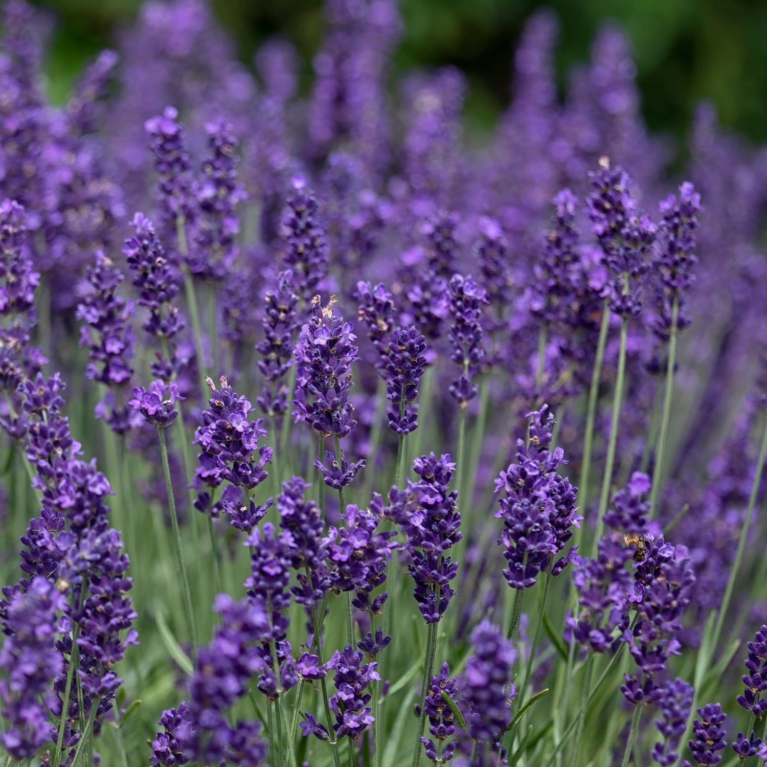 Close up of lavender hidcote