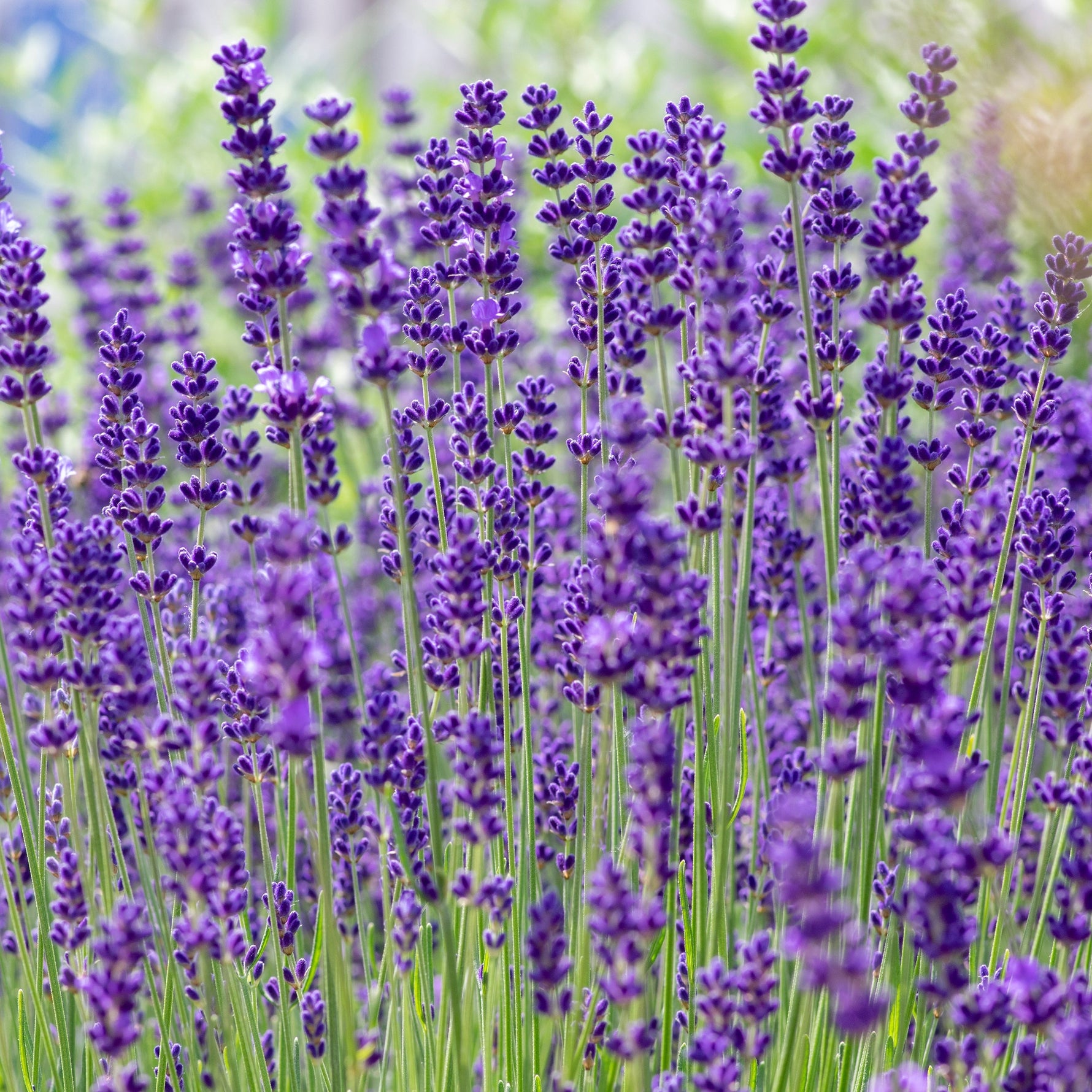 TRUE ENGLISH LAVENDER IS SOFT FOCUS