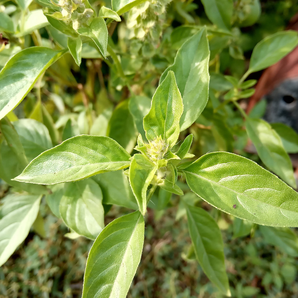 Lush Lemon Basil Herb Seeds