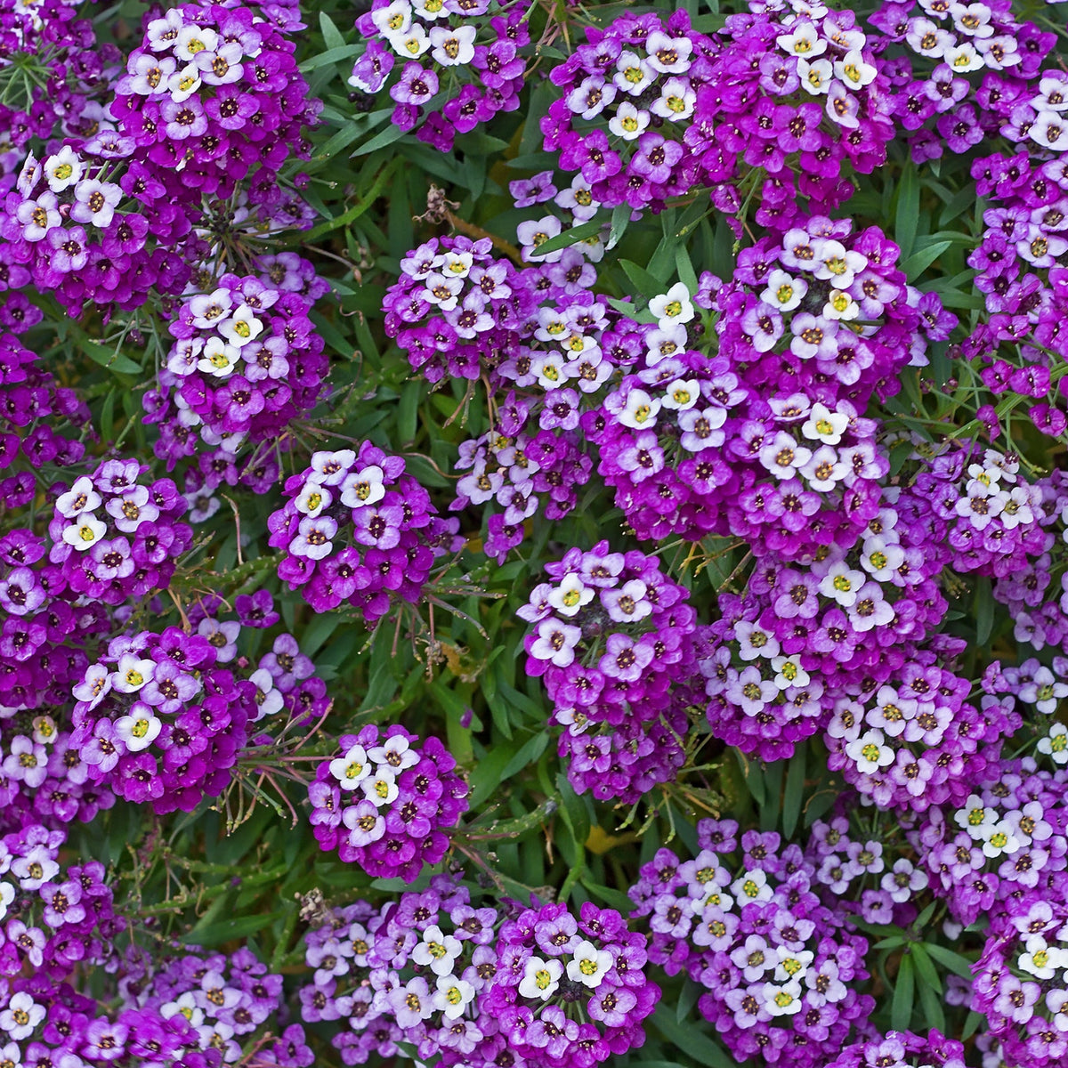 Alyssum Royal Carpet Mix Flower Seeds