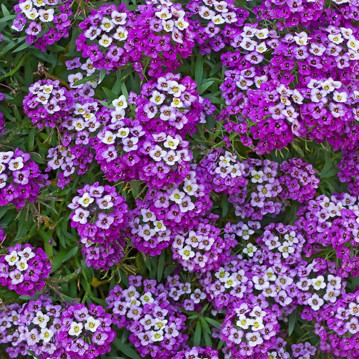 Alyssum Royal Carpet Mix Flower Seeds