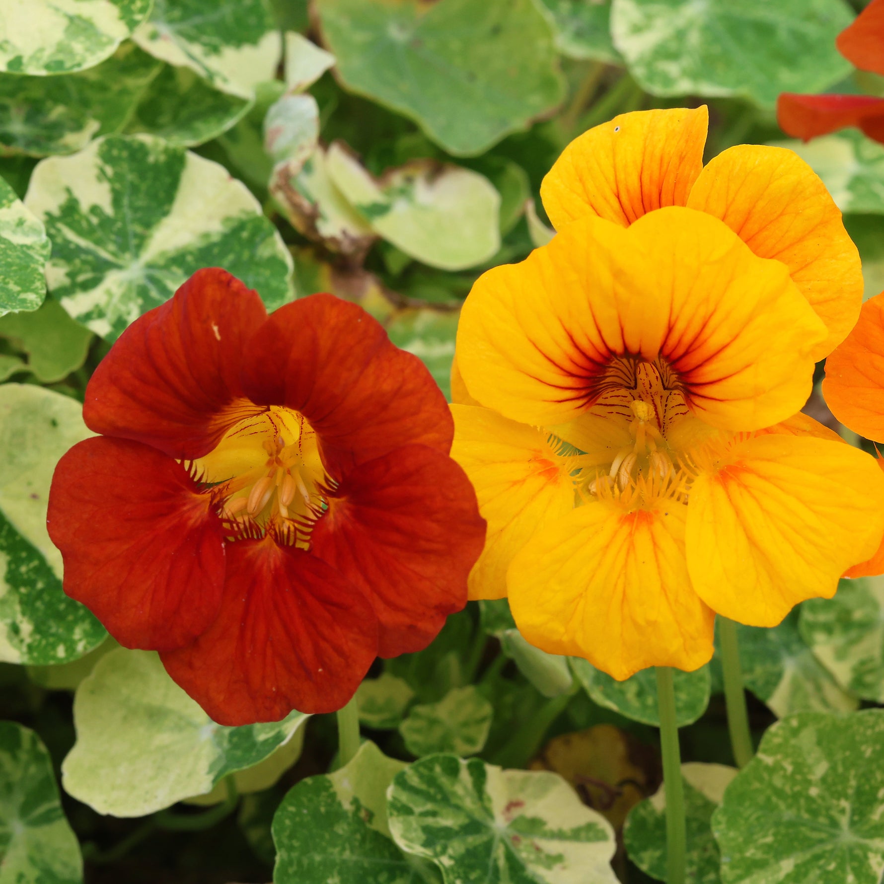 Close-up of red, yellow, and orange nasturtium flowers with green leaves.
