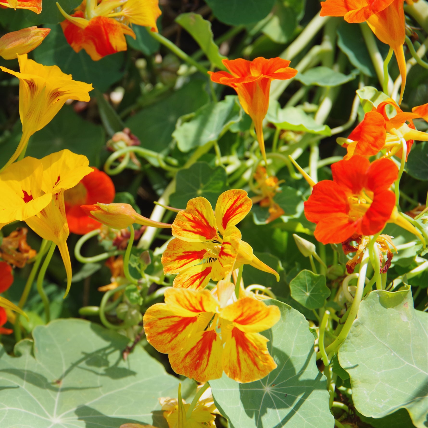 Nasturtium flowers with green leaves in a garden setting
