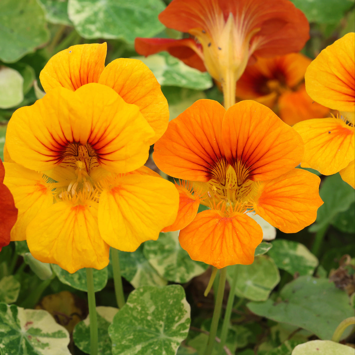 Close-up of red, yellow, and orange nasturtium flowers with green leaves.