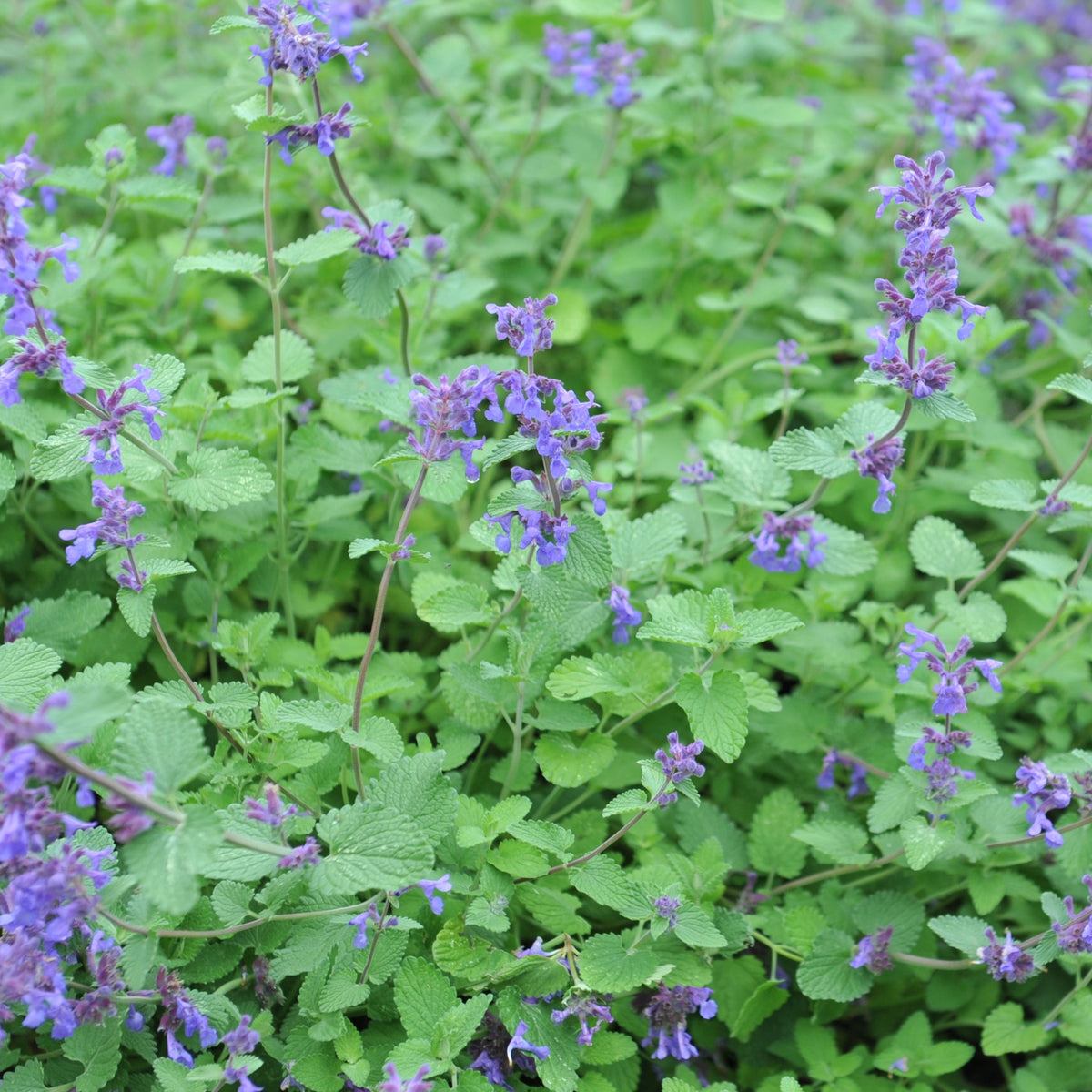 Dwarf Catmint 'Clear Blue' Flower Seeds