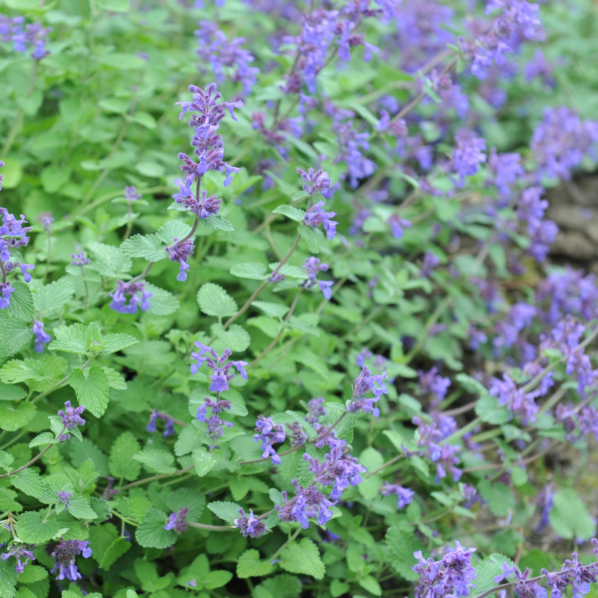 Dwarf Catmint 'Clear Blue' Flower Seeds