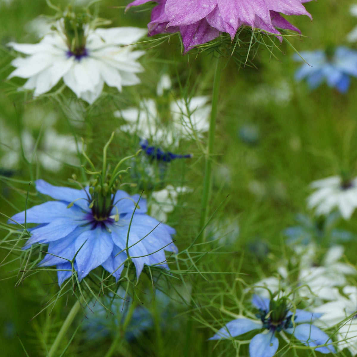 Nigella Love-in-a-Mist Miss Jekyll Mix Flower Seeds
