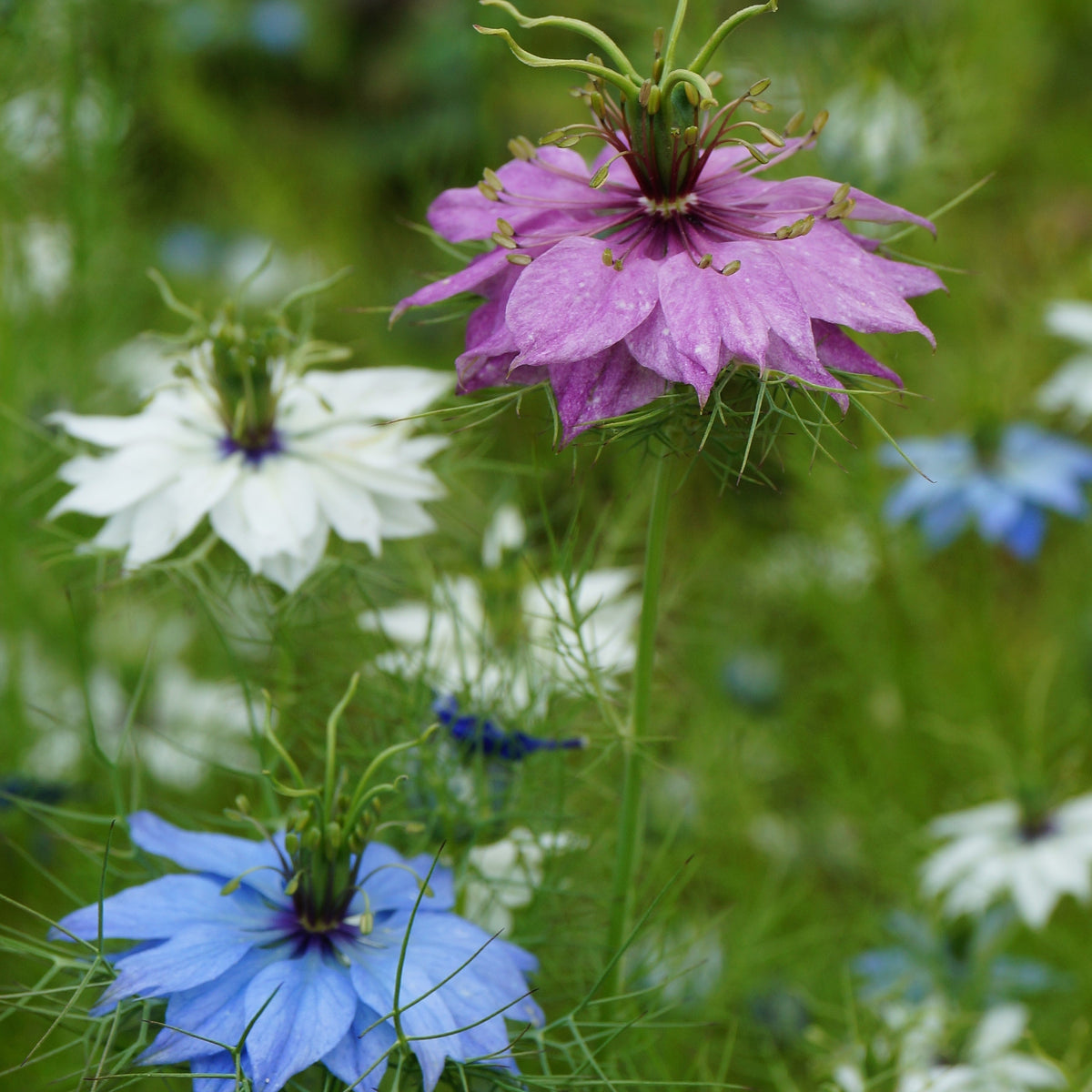 Nigella Love-in-a-Mist Miss Jekyll Mix Flower Seeds