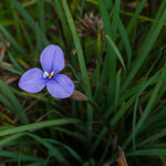 Purple flower with yellow center on a green grass background