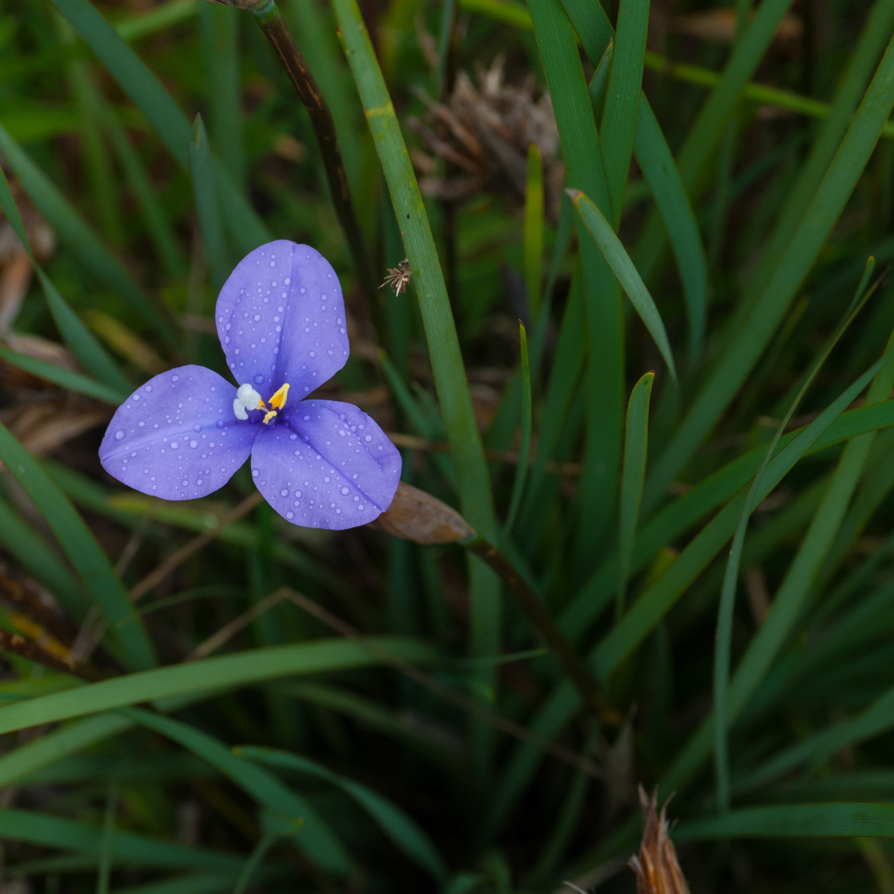 Purple flower with yellow center on a green grass background