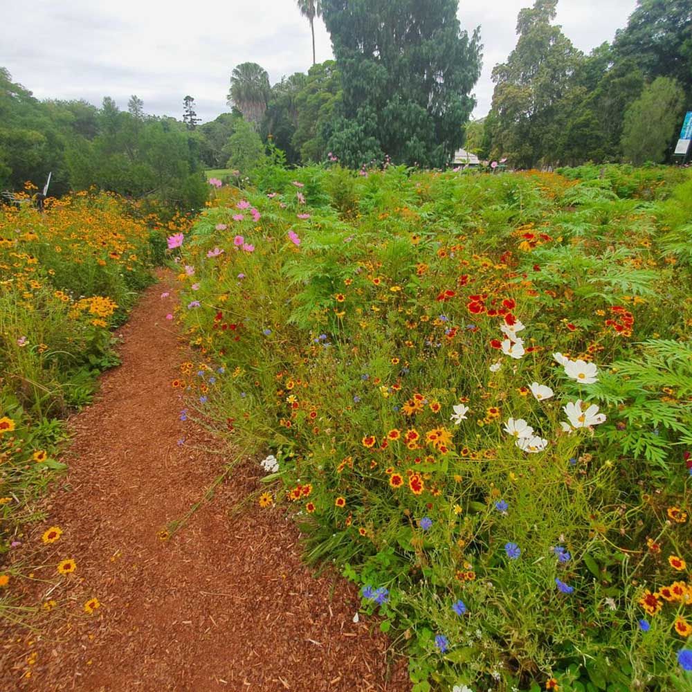 A pathway through the wildflower meadow patch at Sydney Botanic Garden