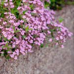 Pink flowering plant growing along a concrete edge