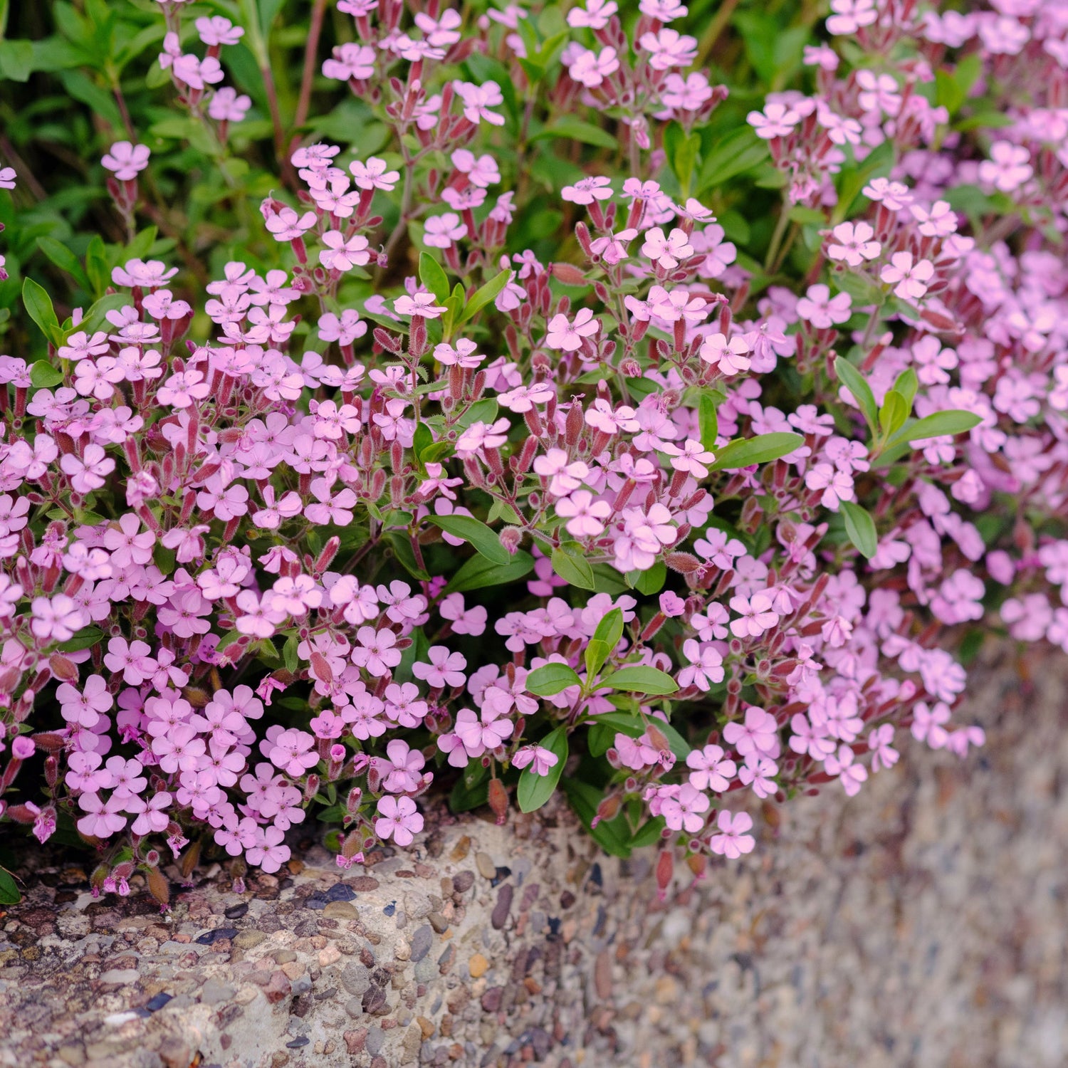 Pink flowering Rock soapwort plant growing along a concrete edge